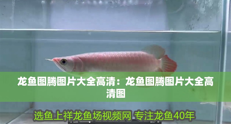 龍魚圖騰圖片大全高清：龍魚圖騰圖片大全高清圖