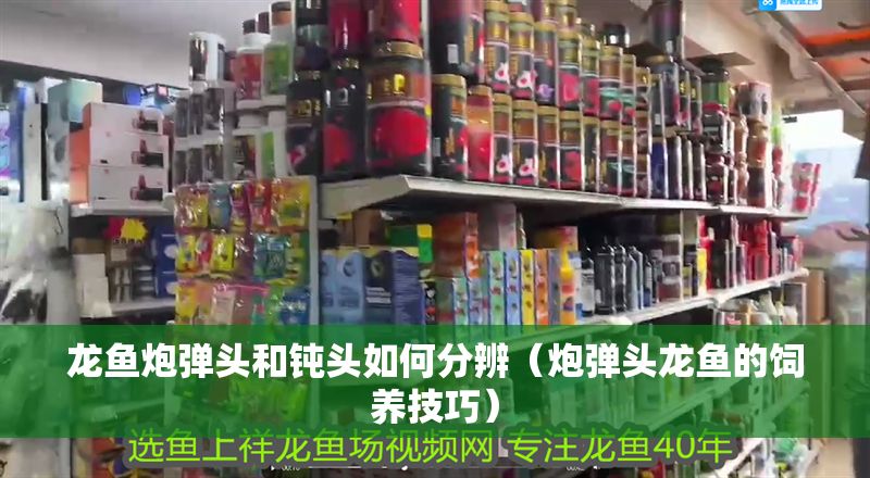 龍魚炮彈頭和鈍頭如何分辨(炮彈頭龍魚的飼養(yǎng)技巧) 龍魚百科 第5張 龍魚炮彈頭和鈍頭如何分辨(炮彈頭龍魚的飼養(yǎng)技巧) 龍魚炮彈頭和鈍頭如何分辨(炮彈頭龍魚的飼養(yǎng)技巧) 龍魚百科 第5張