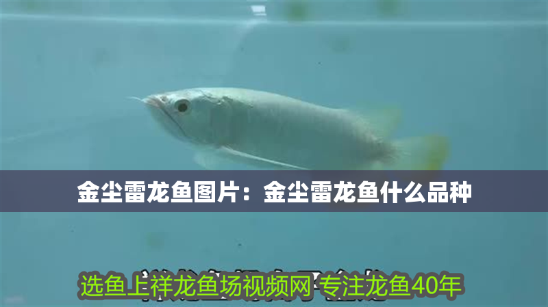 金塵雷龍魚(yú)圖片：金塵雷龍魚(yú)什么品種 金塵雷龍魚(yú)圖片：金塵雷龍魚(yú)什么品種 水族問(wèn)答