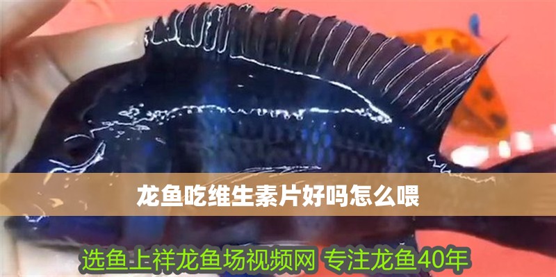 龍魚吃維生素片好嗎怎么喂