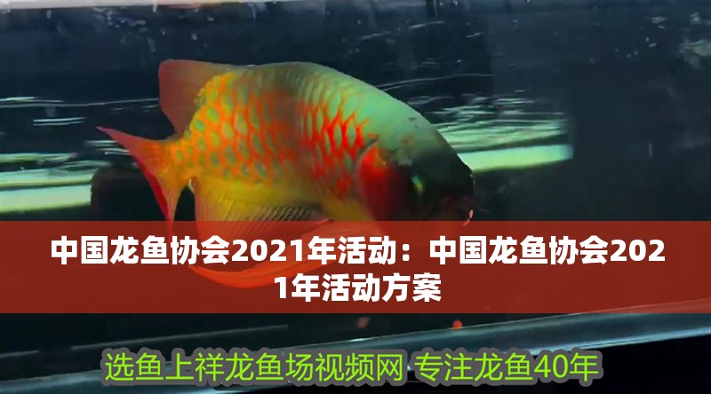 中國龍魚協(xié)會2021年活動：中國龍魚協(xié)會2021年活動方案