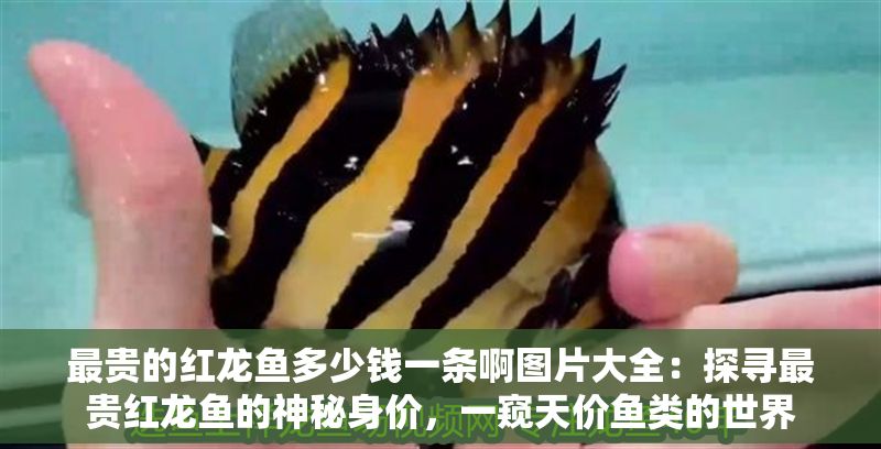 最貴的紅龍魚多少錢一條啊圖片大全：探尋最貴紅龍魚的神秘身價，一窺天價魚類的世界