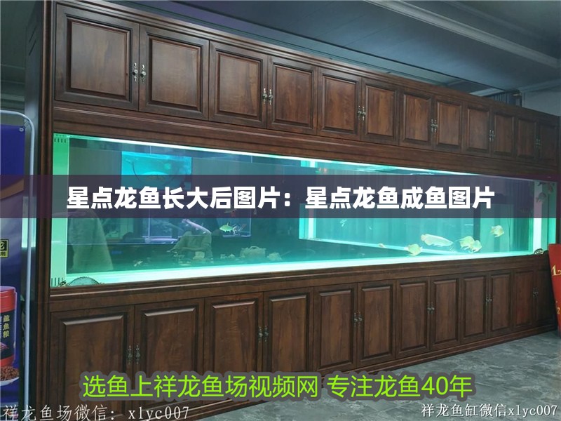 星點龍魚長大后圖片：星點龍魚成魚圖片 星點龍魚長大后圖片：星點龍魚成魚圖片 水族問答
