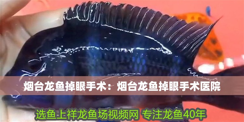 煙臺龍魚掉眼手術：煙臺龍魚掉眼手術醫院