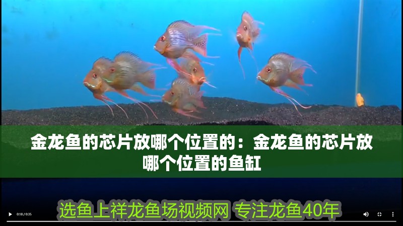 金龍魚的芯片放哪個位置的：金龍魚的芯片放哪個位置的魚缸