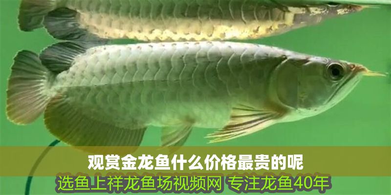 觀賞金龍魚什么價格最貴的呢 觀賞金龍魚什么價格最貴的呢 龍魚百科 第1張