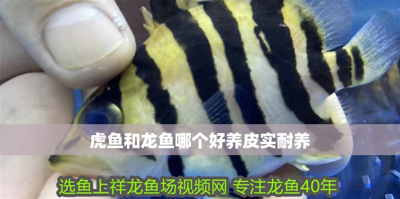虎魚和龍魚哪個好養(yǎng)皮實耐養(yǎng)