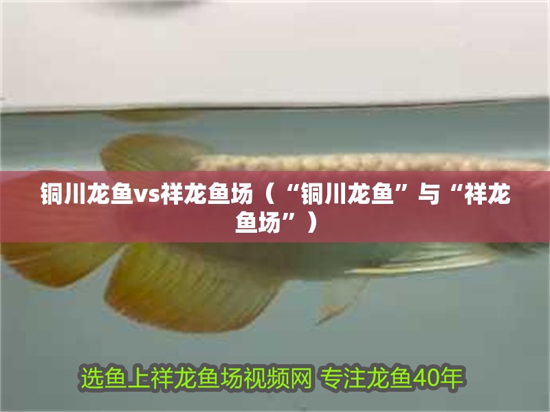 銅川龍魚vs祥龍魚場（“銅川龍魚”與“祥龍魚場”）