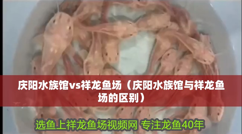 慶陽水族館vs祥龍魚場（慶陽水族館與祥龍魚場的區(qū)別） 慶陽水族館vs祥龍魚場（慶陽水族館與祥龍魚場的區(qū)別） 全國水族館企業(yè)名錄 第1張