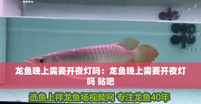 龍魚晚上需要開夜燈嗎：龍魚晚上需要開夜燈嗎 貼吧 龍魚晚上需要開夜燈嗎：龍魚晚上需要開夜燈嗎 貼吧 水族問答