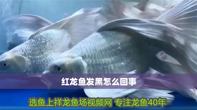紅龍魚發黑怎么回事