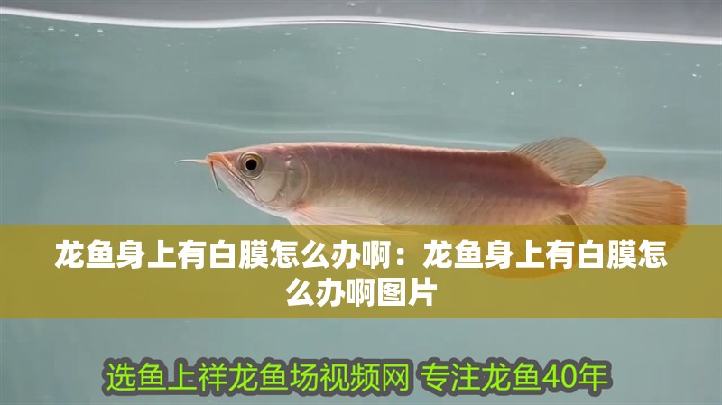龍魚身上有白膜怎么辦啊：龍魚身上有白膜怎么辦啊圖片