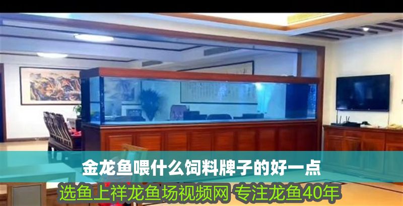 金龍魚喂什么飼料牌子的好一點