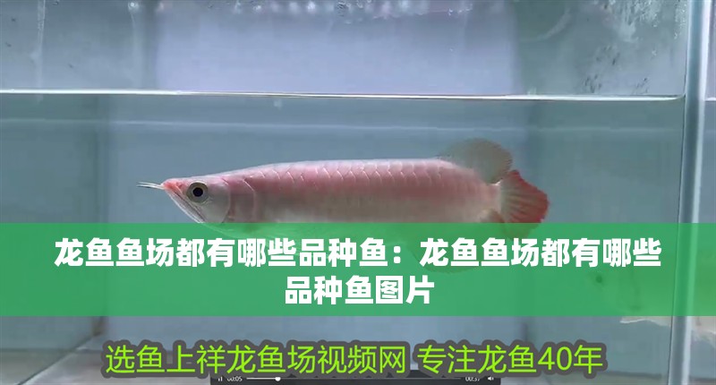 龍魚魚場都有哪些品種魚：龍魚魚場都有哪些品種魚圖片 龍魚魚場都有哪些品種魚：龍魚魚場都有哪些品種魚圖片 水族問答
