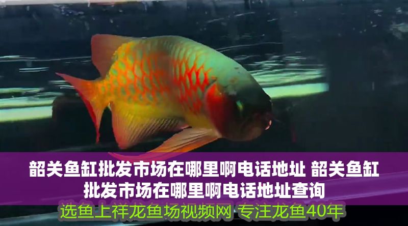 韶關(guān)魚(yú)缸批發(fā)市場(chǎng)在哪里啊電話地址 韶關(guān)魚(yú)缸批發(fā)市場(chǎng)在哪里啊電話地址查詢