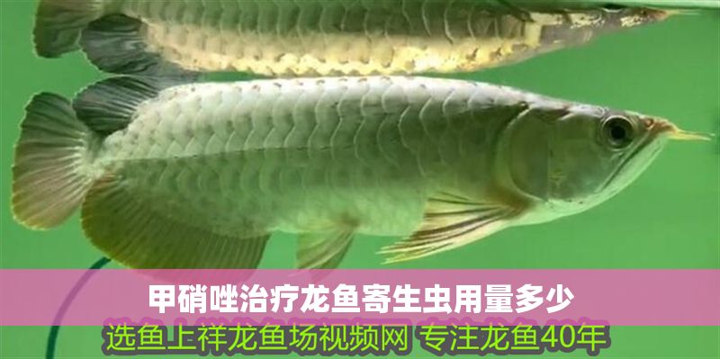 甲硝唑治療龍魚寄生蟲用量多少
