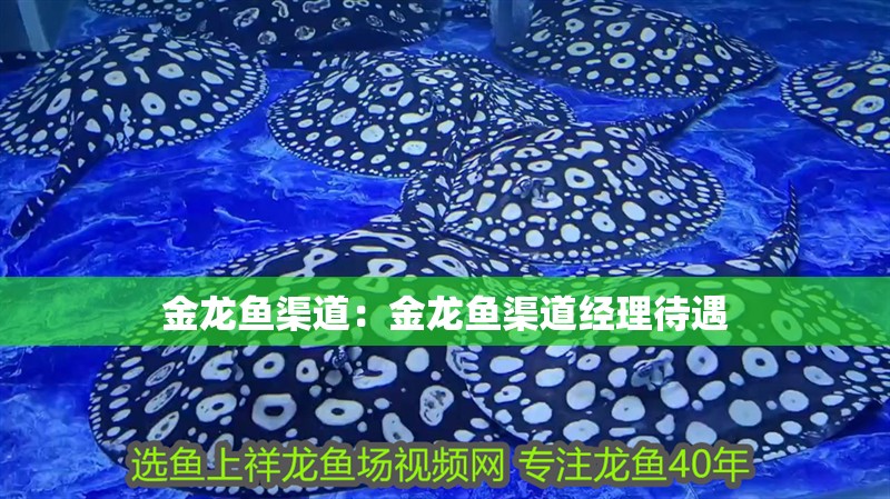 金龍魚渠道：金龍魚渠道經(jīng)理待遇