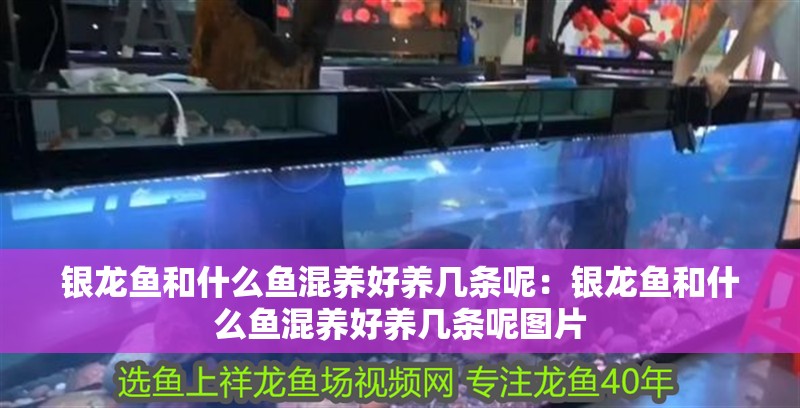 銀龍魚和什么魚混養好養幾條呢：銀龍魚和什么魚混養好養幾條呢圖片