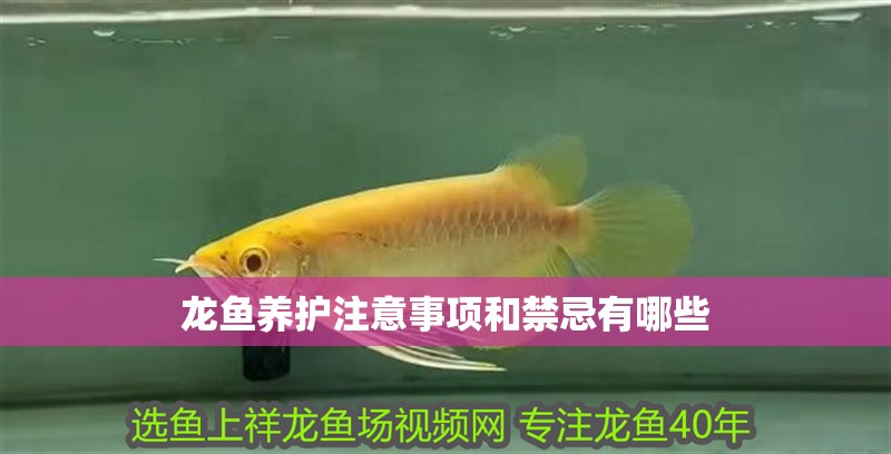 龍魚養護注意事項和禁忌有哪些