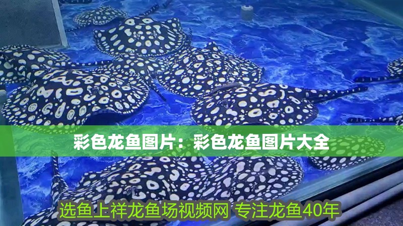 彩色龍魚圖片：彩色龍魚圖片大全
