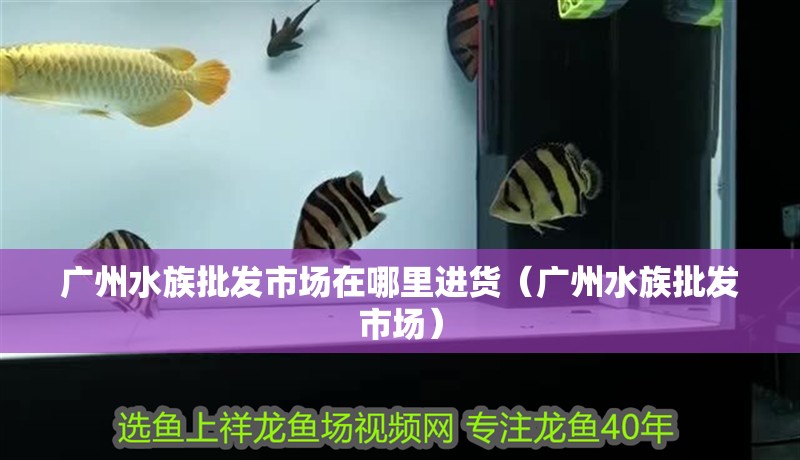 廣州水族批發(fā)市場(chǎng)在哪里進(jìn)貨（廣州水族批發(fā)市場(chǎng)）