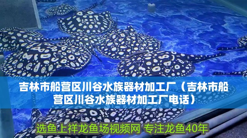 吉林市船營區川谷水族器材加工廠(吉林市船營區川谷水族器材加工廠電話) 全國水族館企業名錄 第1張 吉林市船營區川谷水族器材加工廠(吉林市船營區川谷水族器材加工廠電話) 吉林市船營區川谷水族器材加工廠(吉林市船營區川谷水族器材加工廠電話) 全國水族館企業名錄 第1張