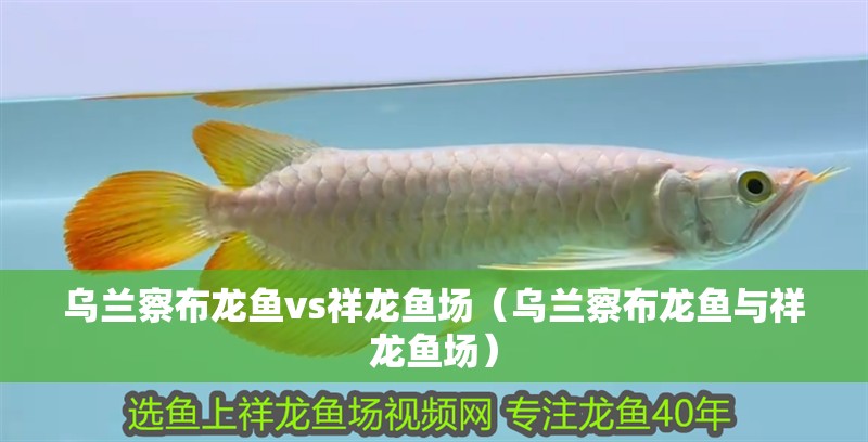 烏蘭察布龍魚vs祥龍魚場（烏蘭察布龍魚與祥龍魚場） 烏蘭察布龍魚vs祥龍魚場（烏蘭察布龍魚與祥龍魚場） 全國水族館企業名錄 第1張