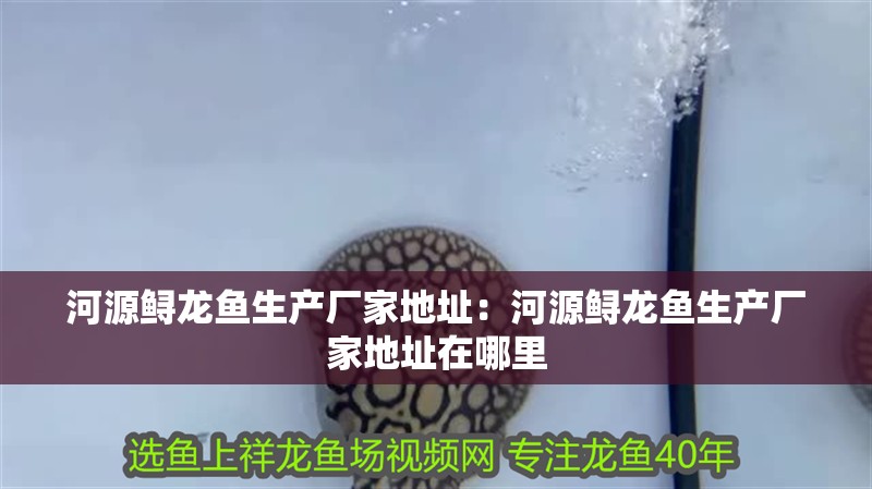 紅龍魚用黃燈烤有用嗎 河源鱘龍魚生產廠家地址:河源鱘龍魚生產廠家地址在哪里 水族問答 河源鱘龍魚生產廠家地址:河源鱘龍魚生產廠家地址在哪里 河源鱘龍魚生產廠家地址:河源鱘龍魚生產廠家地址在哪里 水族問答