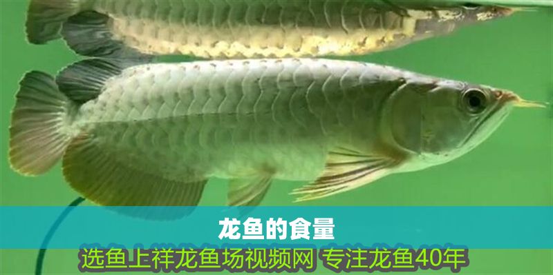 龍魚的食量