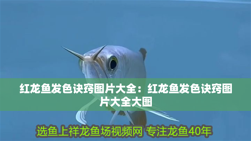 紅龍魚發色訣竅圖片大全：紅龍魚發色訣竅圖片大全大圖