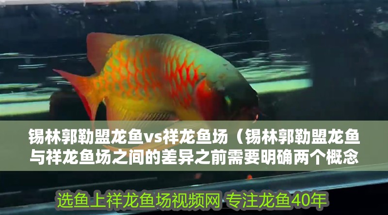 錫林郭勒盟龍魚vs祥龍魚場（錫林郭勒盟龍魚與祥龍魚場之間的差異之前需要明確兩個概念）
