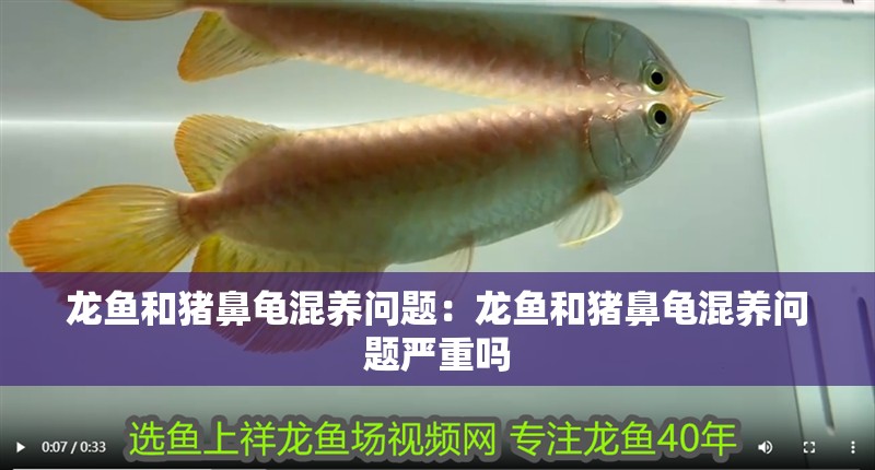 龍魚和豬鼻龜混養問題：龍魚和豬鼻龜混養問題嚴重嗎 龍魚和豬鼻龜混養問題：龍魚和豬鼻龜混養問題嚴重嗎 水族問答