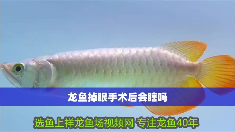 龍魚掉眼手術后會瞎嗎 龍魚百科 第2張 龍魚掉眼手術后會瞎嗎 龍魚掉眼手術后會瞎嗎 龍魚百科 第2張