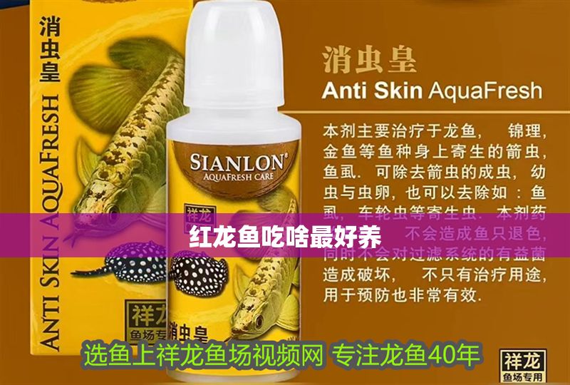 紅龍魚吃啥最好養(yǎng)