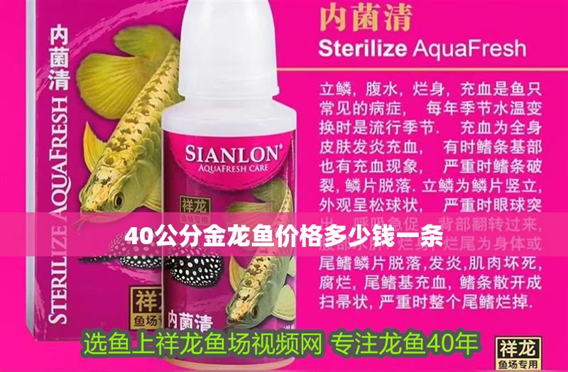 40公分金龍魚價格多少錢一條