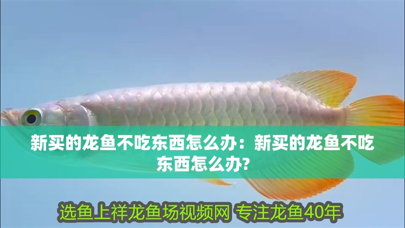 新買的龍魚不吃東西怎么辦：新買的龍魚不吃東西怎么辦? 新買的龍魚不吃東西怎么辦：新買的龍魚不吃東西怎么辦? 水族問答