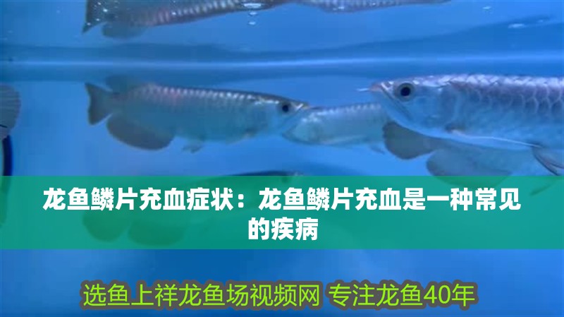龍魚(yú)鱗片充血癥狀：龍魚(yú)鱗片充血是一種常見(jiàn)的疾病 龍魚(yú)鱗片充血癥狀：龍魚(yú)鱗片充血是一種常見(jiàn)的疾病 龍魚(yú)百科 第2張
