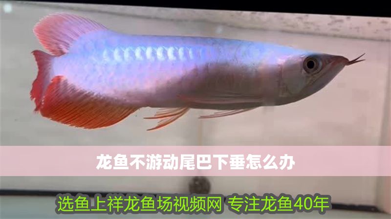 龍魚不游動尾巴下垂怎么辦