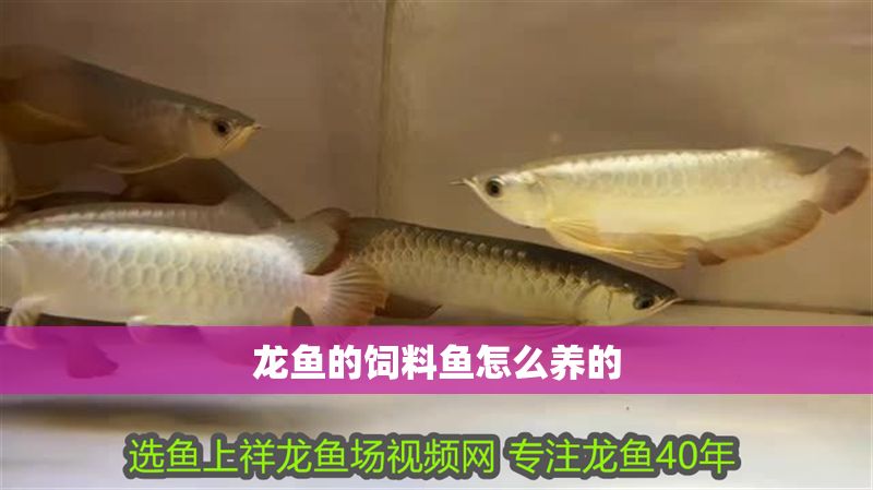 龍魚的飼料魚怎么養的