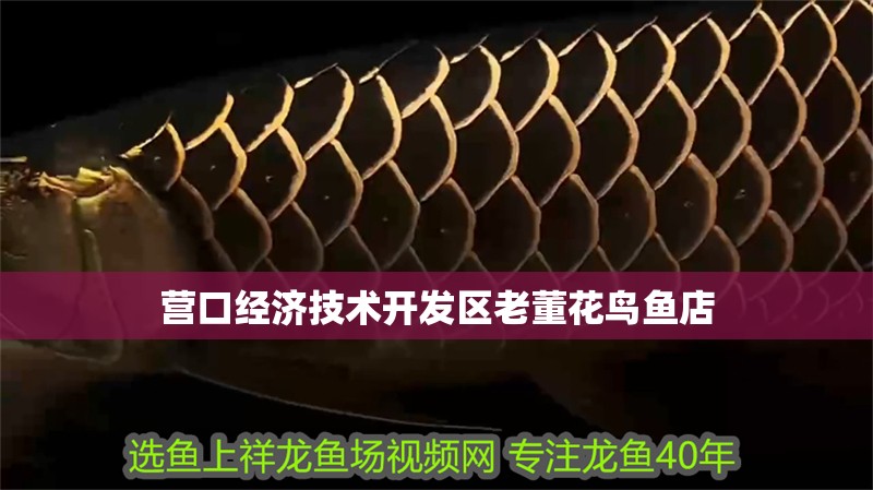 營口經濟技術開發區老董花鳥魚店