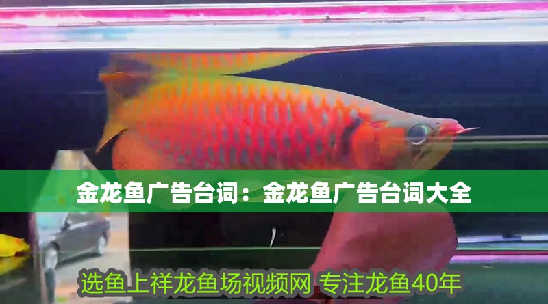 金龍魚廣告臺詞：金龍魚廣告臺詞大全