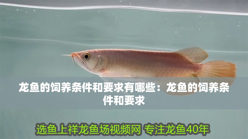 龍魚的飼養(yǎng)條件和要求有哪些：龍魚的飼養(yǎng)條件和要求