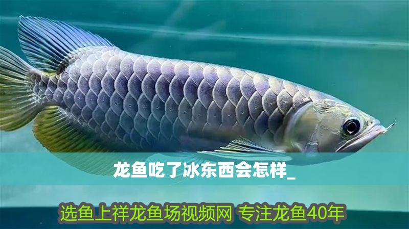 龍魚吃了冰東西會怎樣_