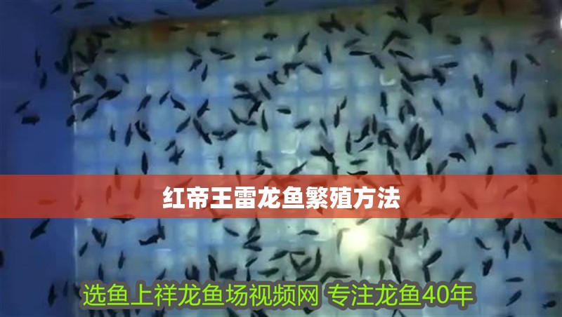 紅帝王雷龍魚繁殖方法 紅帝王雷龍魚繁殖方法 龍魚百科 第4張