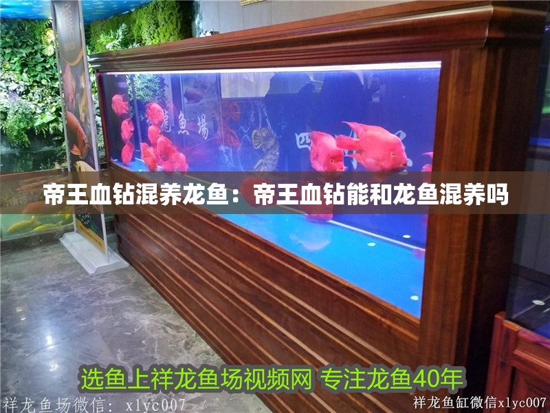 帝王血鉆混養龍魚：帝王血鉆能和龍魚混養嗎 帝王血鉆混養龍魚：帝王血鉆能和龍魚混養嗎 水族問答