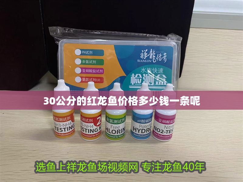 30公分的紅龍魚價格多少錢一條呢 30公分的紅龍魚價格多少錢一條呢 龍魚百科 第1張