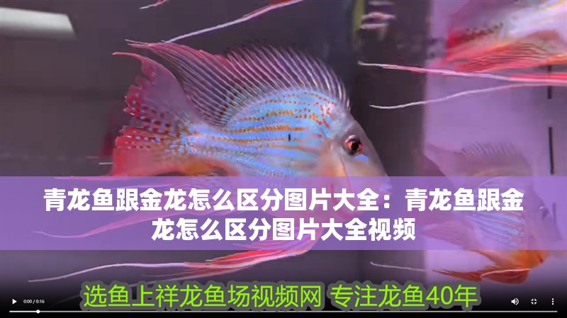 青龍魚跟金龍怎么區分圖片大全：青龍魚跟金龍怎么區分圖片大全視頻
