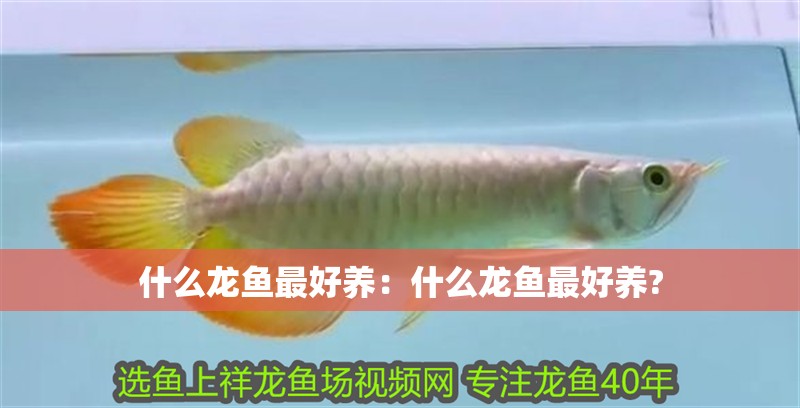 什么龍魚最好養：什么龍魚最好養? 什么龍魚最好養：什么龍魚最好養? 水族問答