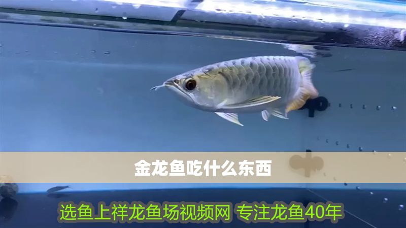 金龍魚吃什么東西
