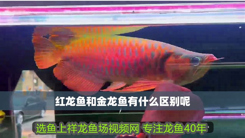 紅龍魚和金龍魚有什么區別呢